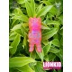 LionKid 獅仔 Neon Pink version